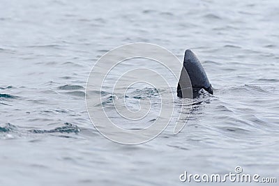 3 - Basking shark dorsal fin swims away, poking above the sea water Stock Photo