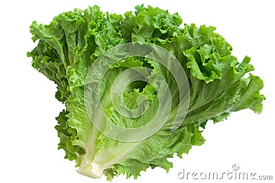 Crisp lettuce Stock Photo