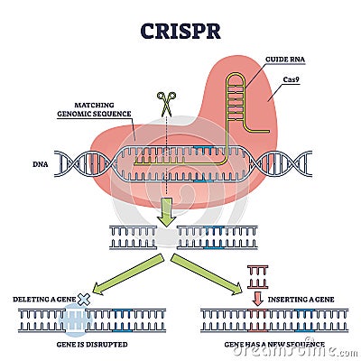 CRISPR as genetic DNA sequence engineering with gene mutation outline diagram Vector Illustration