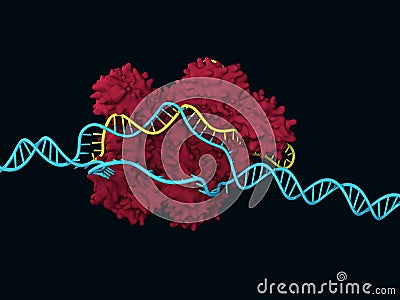 CRISPR-Cas9 Cartoon Illustration