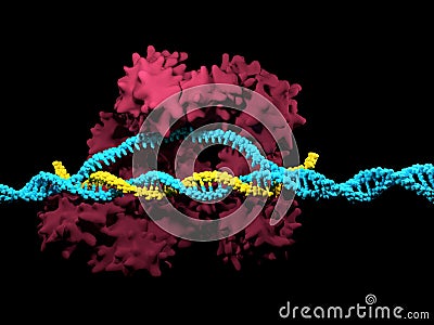 CRISPR-Cas9 Cartoon Illustration