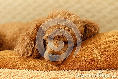 Crispy small apricot poodle sleeps on a brown pillow on the bed Stock Photo