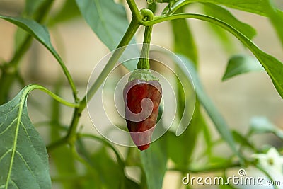 Cristal peppers are small, spicy chili peppers that ripen to a fiery orange-red color. The red Savina pepper is a cultivate of the Stock Photo