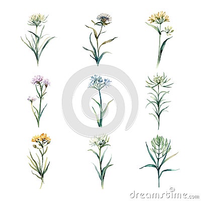 Crithmum Maritimum.Watercolor set of wildflowers. Hand painted illustration. Vector Illustration