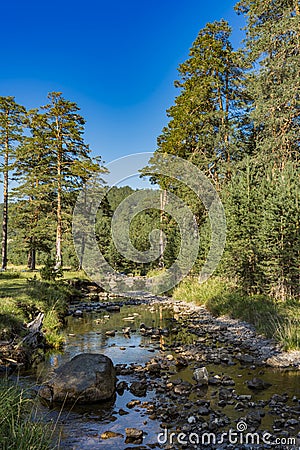 Crni Rzav river on Zlatibor mountain in Serbia Stock Photo