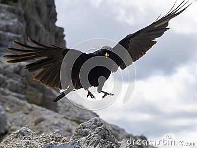 Croak black bird in dolomites mountains Stock Photo