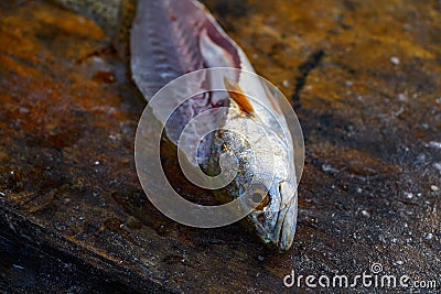 Croaker Corvina fillet fish in Mexico Stock Photo