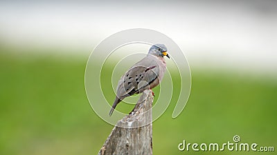 Croaking ground dove perched on a stump Stock Photo