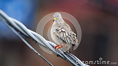 Croaking ground dove on a power line Stock Photo