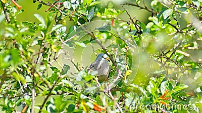 Croaking ground dove in a tree Stock Photo