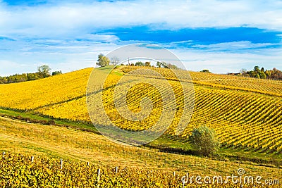 Croatia, Daruvar, beautiful colorful vineyards in autumn Stock Photo