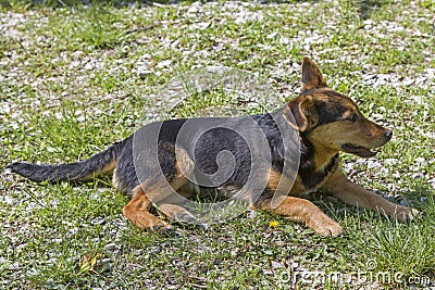 Croatian street dog 0n Meadow Stock Photo