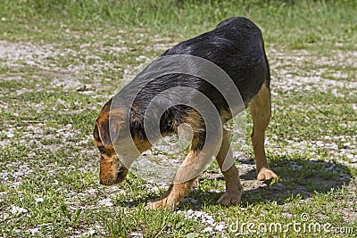 Croatian street dog Stock Photo