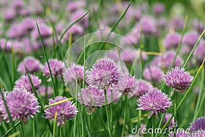 Croatian wild chives Allium schoenoprasum var. orosiae, purple flowers Stock Photo