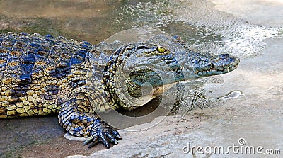 Crocodile Stock Photo