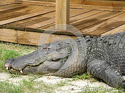 Crocodile Stock Photo