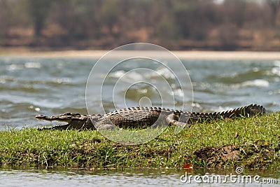 Crocodile Stock Photo