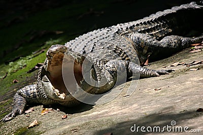 Crocodile Stock Photo