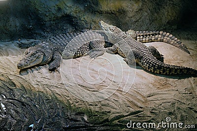 Crocodile Stock Photo