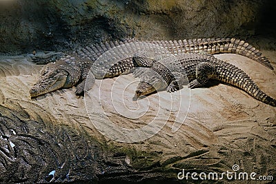 Crocodile Editorial Stock Photo