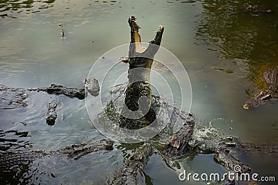 Crocodile Stock Photo