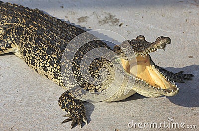 Crocodile agape. Shot in Samut Prakan Crocodile Farm Stock Photo