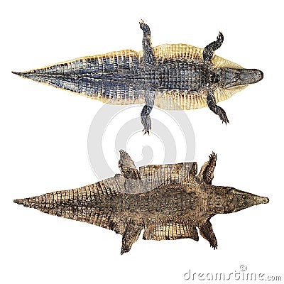 Crocodile and alligator skin isolated on white Stock Photo