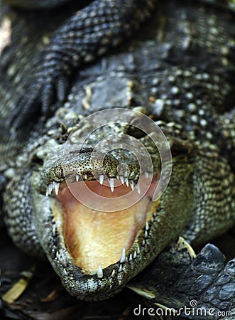 Crocodile attack Stock Photo