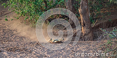 Crocodile attack in the African wilderness Stock Photo