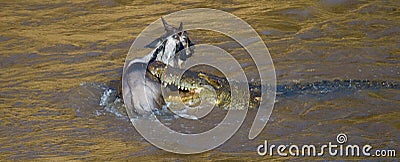 Crocodile attack wildebeest in the Mara river. Great Migration. Kenya. Tanzania. Masai Mara National Park. Cartoon Illustration