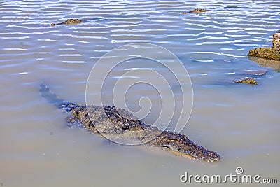 A crocodile basks by the edge of Lake Baringo Stock Photo