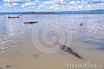 A crocodile basks by the edge of Lake Baringo Stock Photo