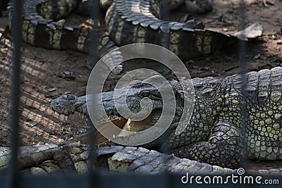 Crocodile in the cage Stock Photo