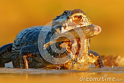 Crocodile catch fish in river water, evening light. Yacare Caiman, crocodile with fish in with open muzzle with big teeth, Pantana Stock Photo