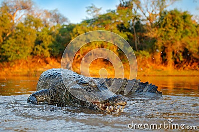 Crocodile catch fish in river water, evening light. Yacare Caiman, crocodile with piranha in open muzzle with big teeth, Pantanal, Stock Photo