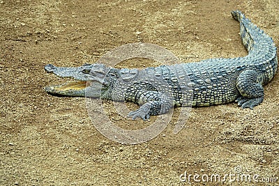 Crocodile Stock Photo