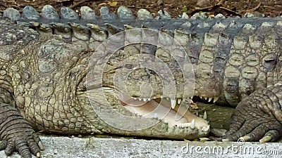 Crocodile cooling down by keeping mouth open, Indore zoo-India Stock Photo