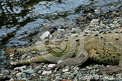 Crocodile in Corcovado National Park, Costa Rica Stock Photo