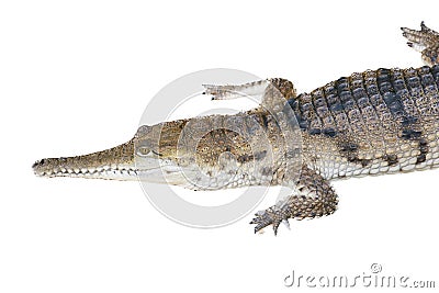 Crocodile (Crocodilia Stock Photo