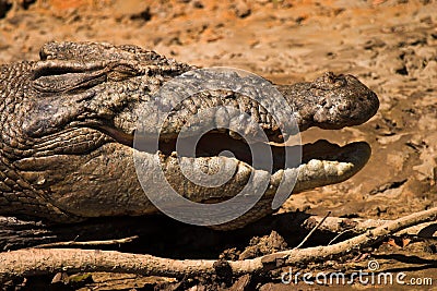 Crocodile (Crocodylidae) Australia tale Stock Photo