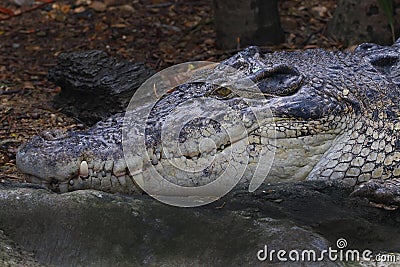 Crocodile Crocodylidae Reptile Close up Head Stock Photo