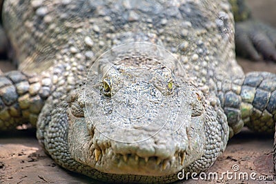 Crocodile (Crocodylidae) spotted outdoors Stock Photo