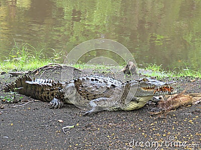 Crocodile eating crab Stock Photo