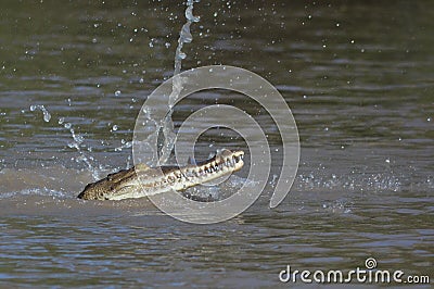 Crocodile eating Stock Photo