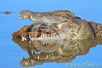 Crocodile eating impala Stock Photo