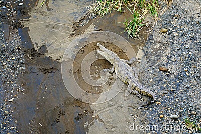 Crocodile eating in Tarcoles River in Costa Rica Stock Photo