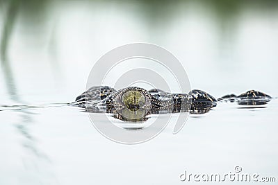 Crocodile almost entirely submerged in water Stock Photo