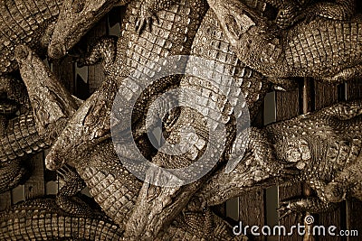 Crocodile Farm Stock Photo