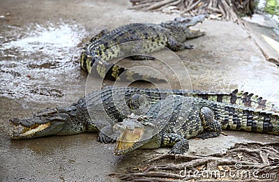 Crocodile Farm Stock Photo