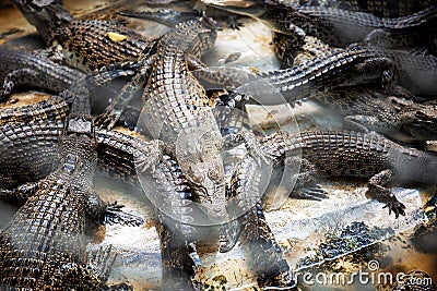 Crocodile in a farm. Stock Photo